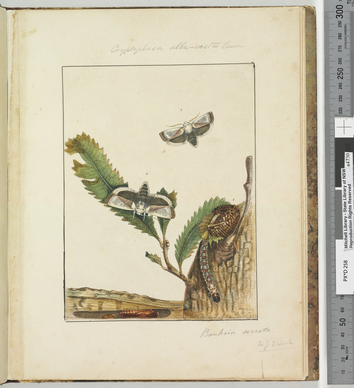Strona 15. Talerz 4 Cryptophasa alba, costa Lewin, 1803-04 (odbitki akwaforty ręcznie kolorowane) autorstwa John William Lewin