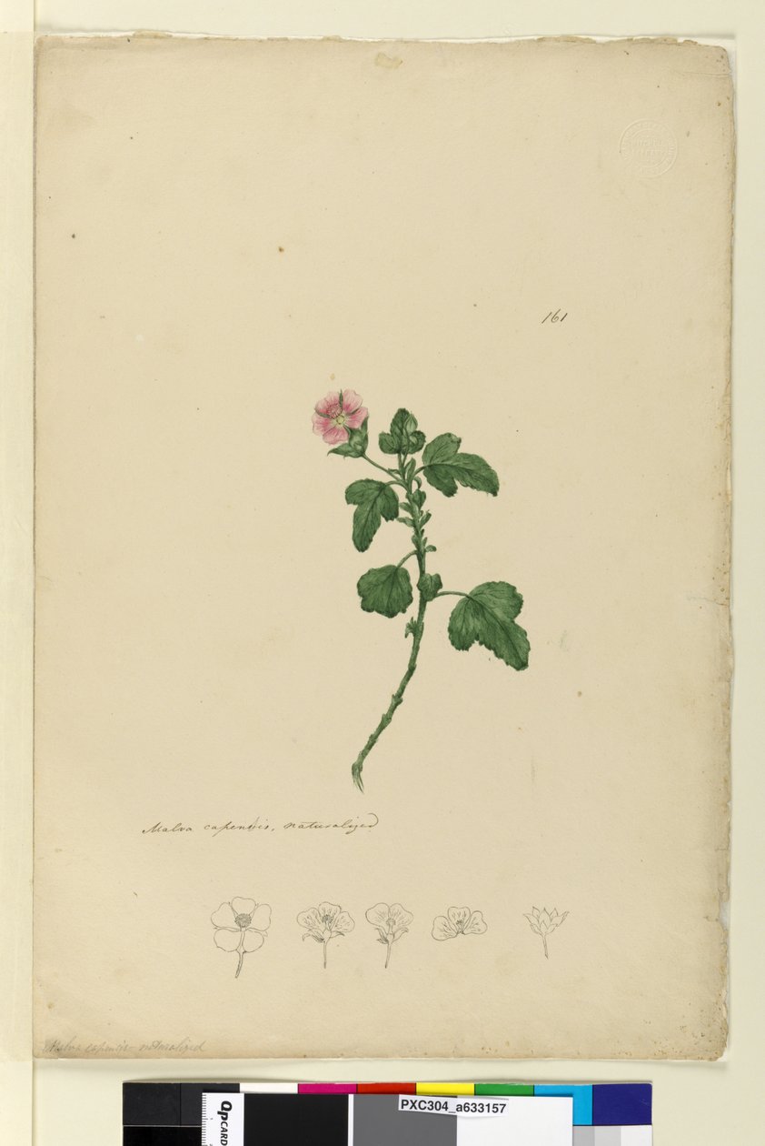 Strona 161. Malva capensis, c.1803-06 (toaleta, długopis, atrament i ołówek) autorstwa John William Lewin