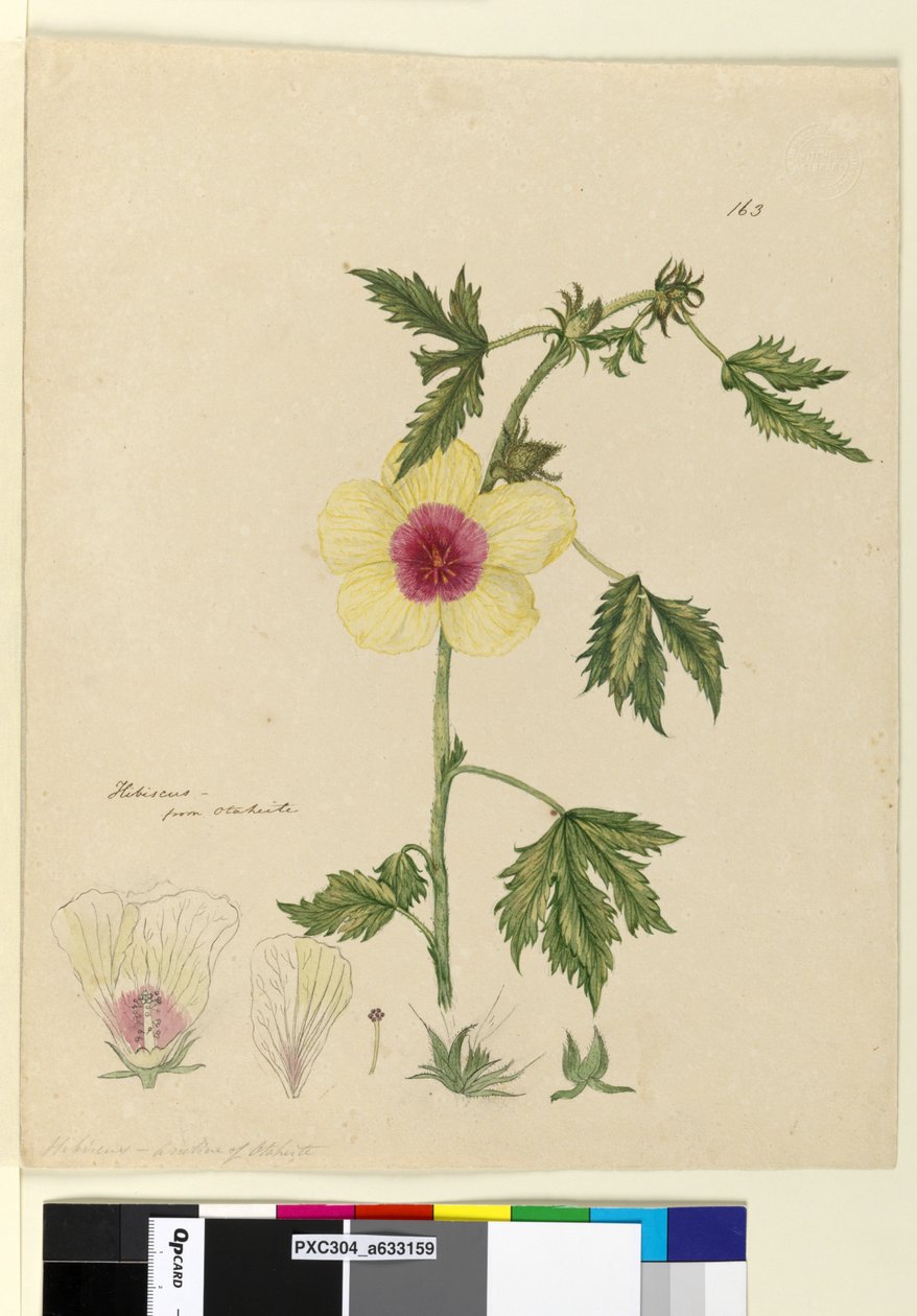 Strona 163. Hibiscus, c.1803-06 (toaleta, długopis, atrament i ołówek) autorstwa John William Lewin