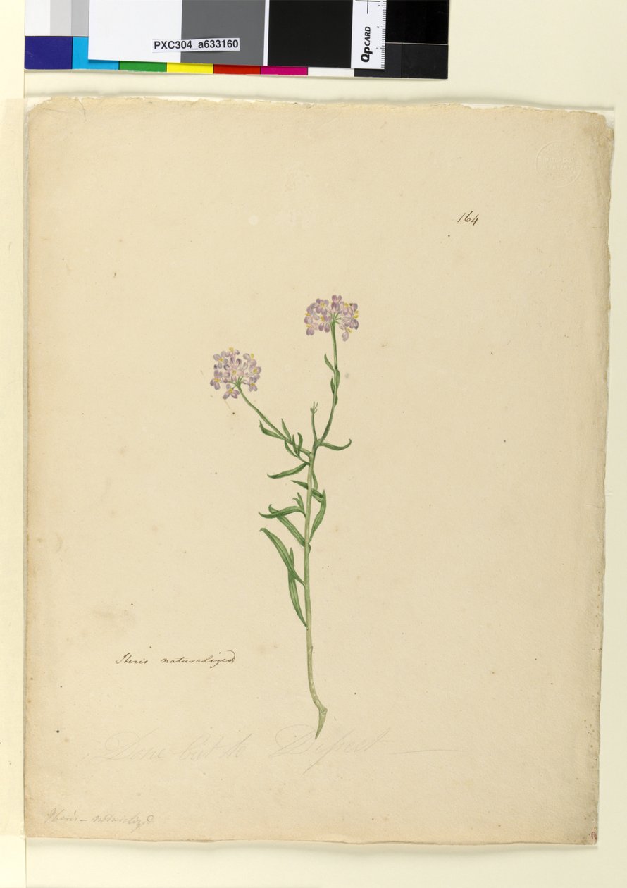 Strona 164. Iberys naturalizowany, ok. 1803-06 (toaleta, długopis, tusz i ołówek) autorstwa John William Lewin