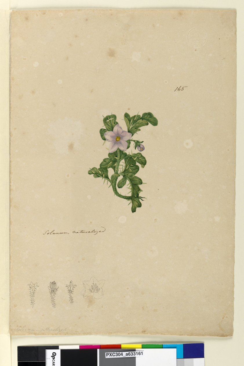Strona 165. Solanum naturalizowany, ok. 1803-06 (toaleta, długopis, atrament i ołówek) autorstwa John William Lewin