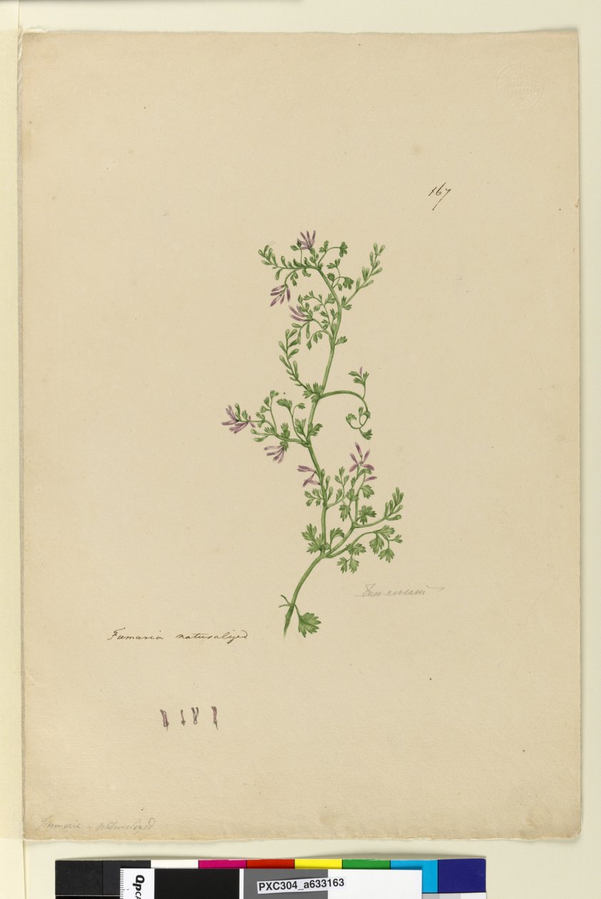 Strona 167. Fumaria naturalizowana, ok. 1803-06 (toaleta, długopis, atrament i ołówek) autorstwa John William Lewin