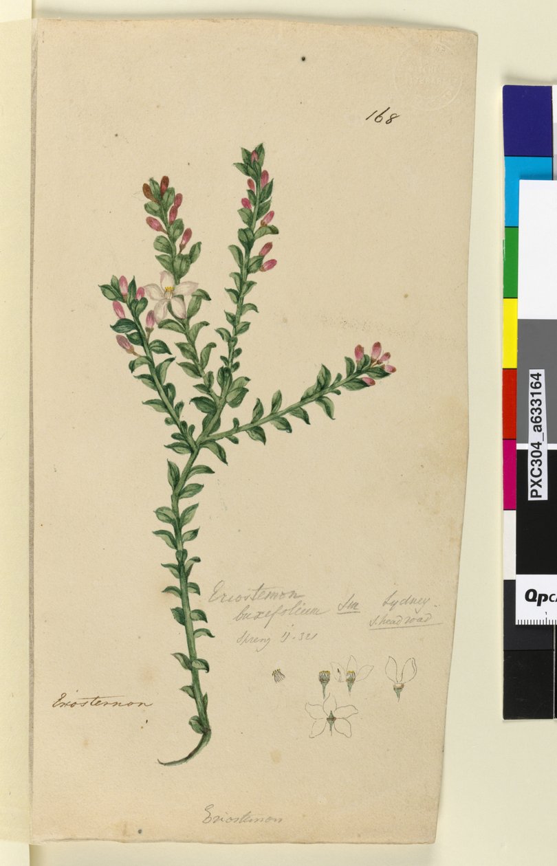 Strona 168. Eriostemon buxifolium, c.1803-06 (toaleta, długopis, atrament i ołówek) autorstwa John William Lewin