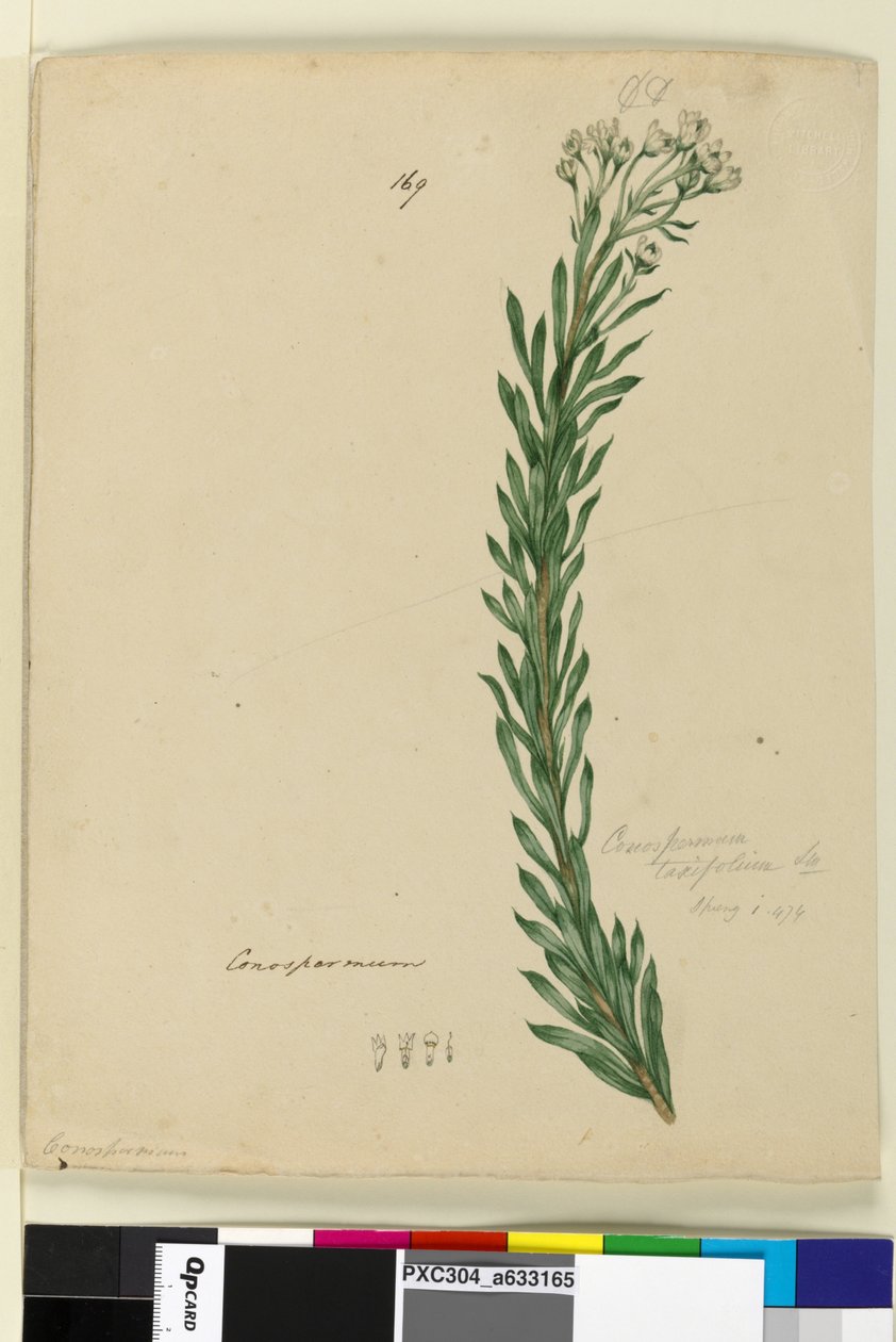 Strona 169. Conospermum taxifolium, c.1803-06 (toaleta, długopis, atrament i ołówek) autorstwa John William Lewin