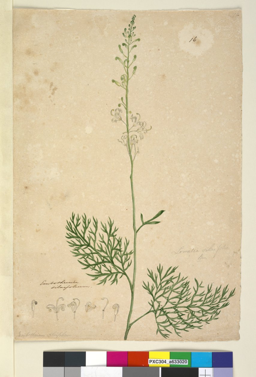 Strona 16. Lomatia silaifolia, c.1803-06 (toaleta, długopis, atrament i ołówek) autorstwa John William Lewin