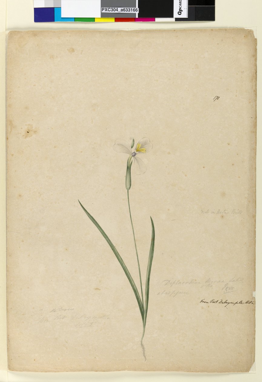 Strona 170. Diplarrhena moraea, c.1803-06 (toaleta, długopis, atrament i ołówek) autorstwa John William Lewin