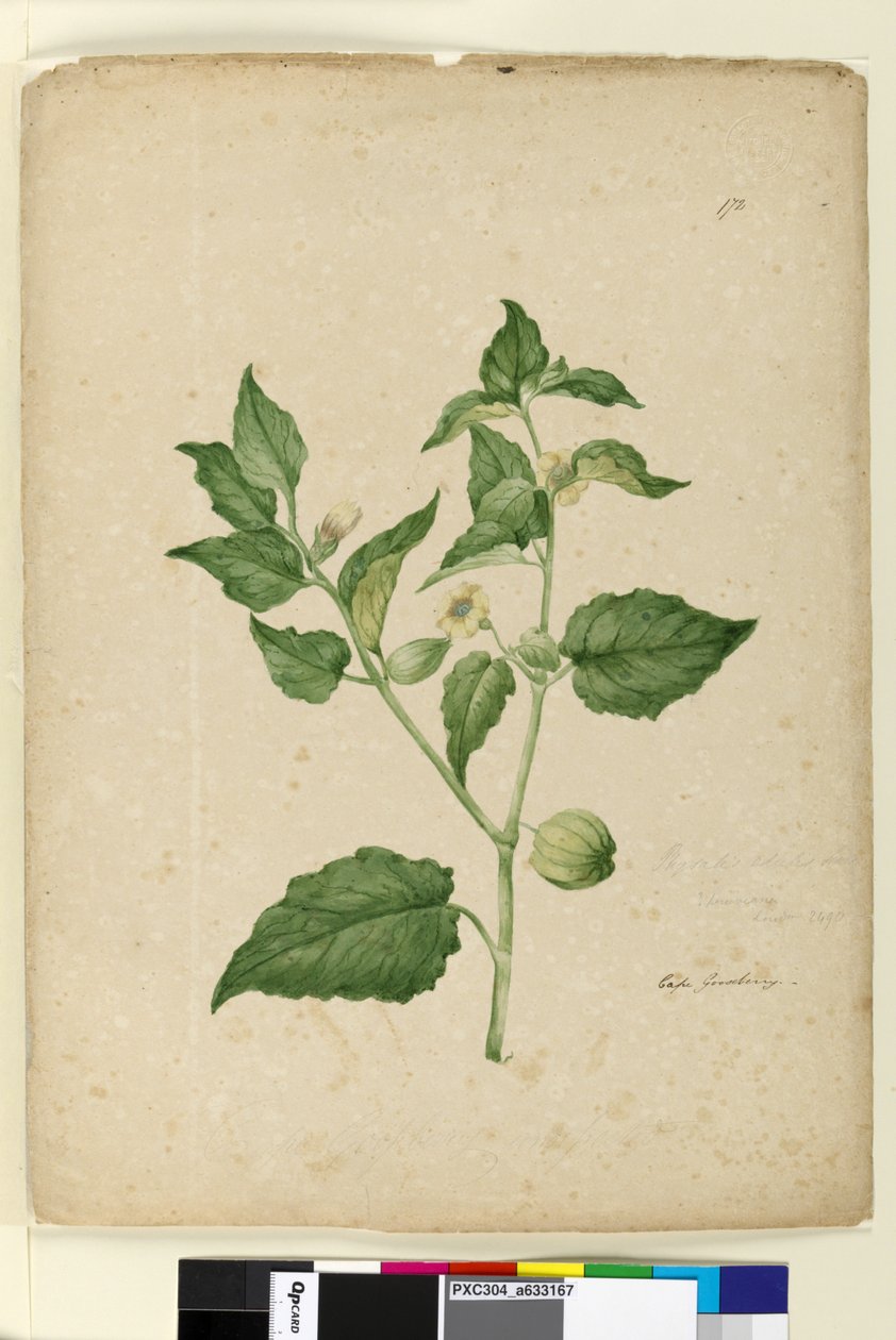 Strona 172. Physalis edulis, c.1803-06 (toaleta, długopis, atrament i ołówek) autorstwa John William Lewin
