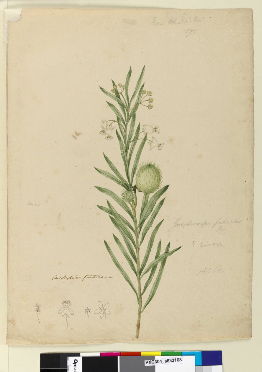 Strona 173. Asclepias fruticosa, c.1803-06 (toaleta, długopis, atrament i ołówek) autorstwa John William Lewin