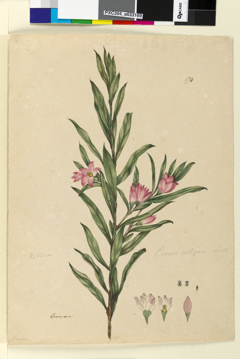 Strona 174. Crowea saligna, c.1803-06 (toaleta, długopis, atrament i ołówek) autorstwa John William Lewin