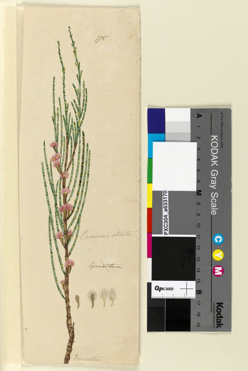 Strona 175. Casuarina stricta Allocasuarina verticillata, c.1803-06 (toaleta, długopis, atrament i ołówek) autorstwa John William Lewin