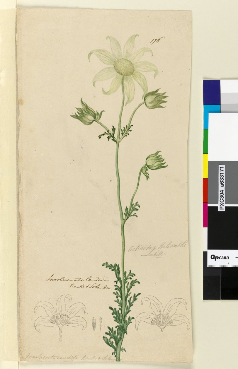 Strona 176. Actinotus Helianthe, c.1803-06 (toaleta, długopis, atrament i ołówek) autorstwa John William Lewin
