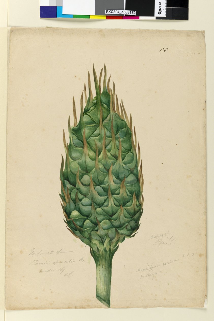 Strona 178. Owoc Zamia spiralis, ok. 1803-06 (toaleta, długopis, atrament i ołówek) autorstwa John William Lewin