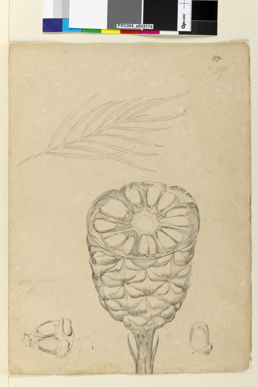 Strona 178b. Spiralis, c.1803-06 (toaleta, długopis, tusz i ołówek) autorstwa John William Lewin