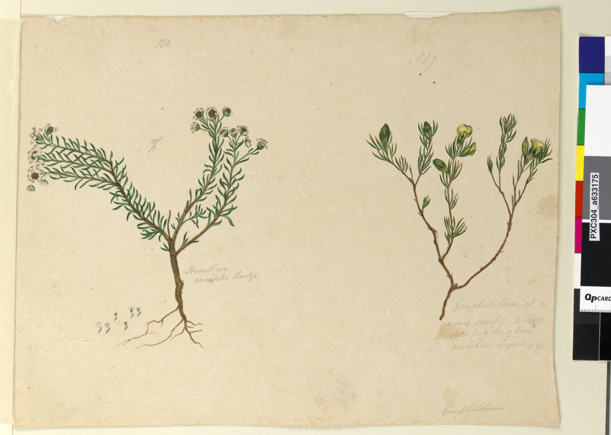 Strona 179. Gomfolobium; 180. Poranthera ericafolia, c.1803-06 (toaleta, długopis, tusz i ołówek) autorstwa John William Lewin