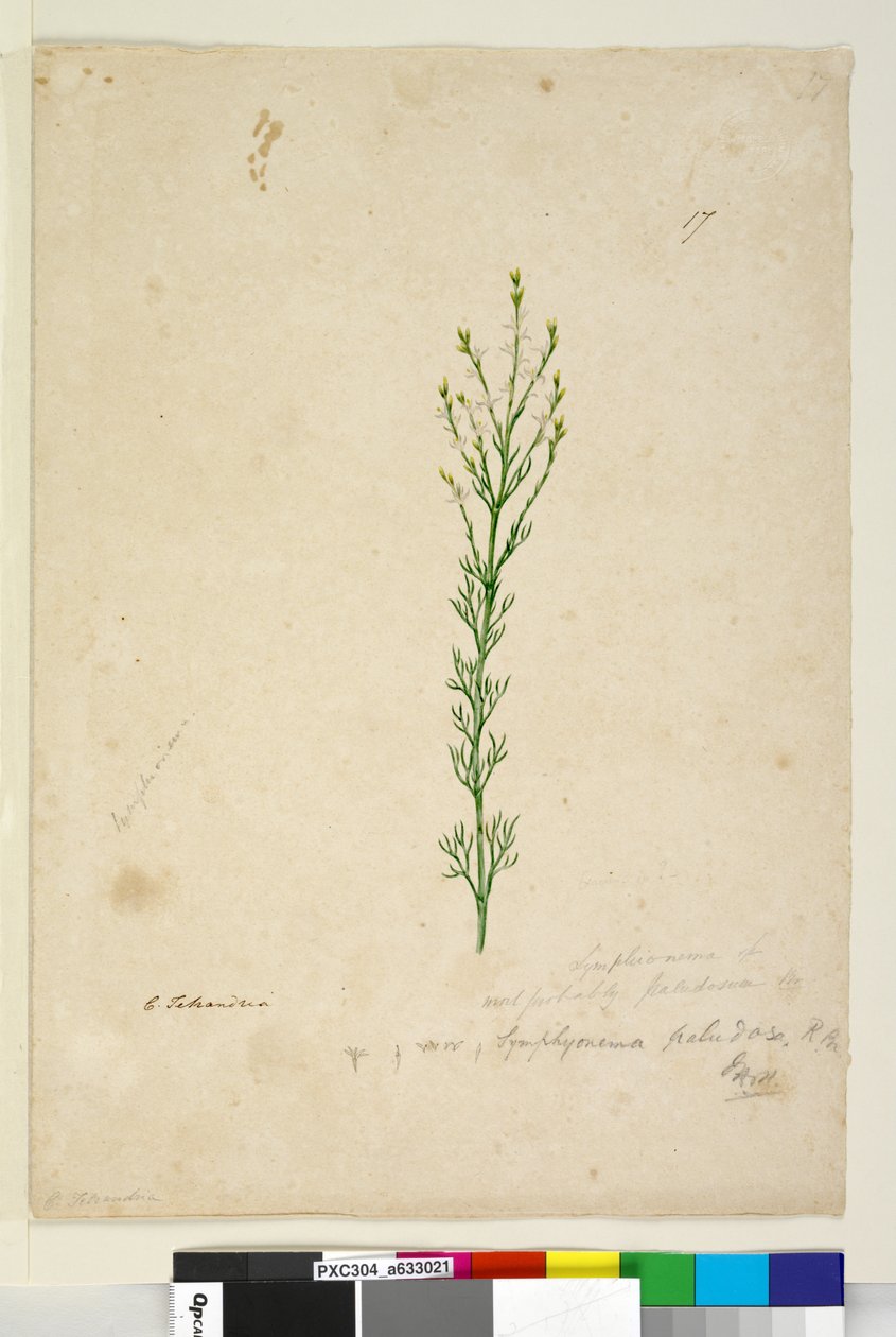 Strona 17. Symphionema paludosum, c.1803-06 (toaleta, długopis, atrament i ołówek) autorstwa John William Lewin