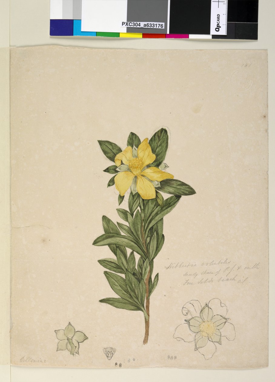Strona 181. Hibbertia volubilis Hibbertia scandens, c.1803-06 (toaleta, długopis, tusz i ołówek) autorstwa John William Lewin
