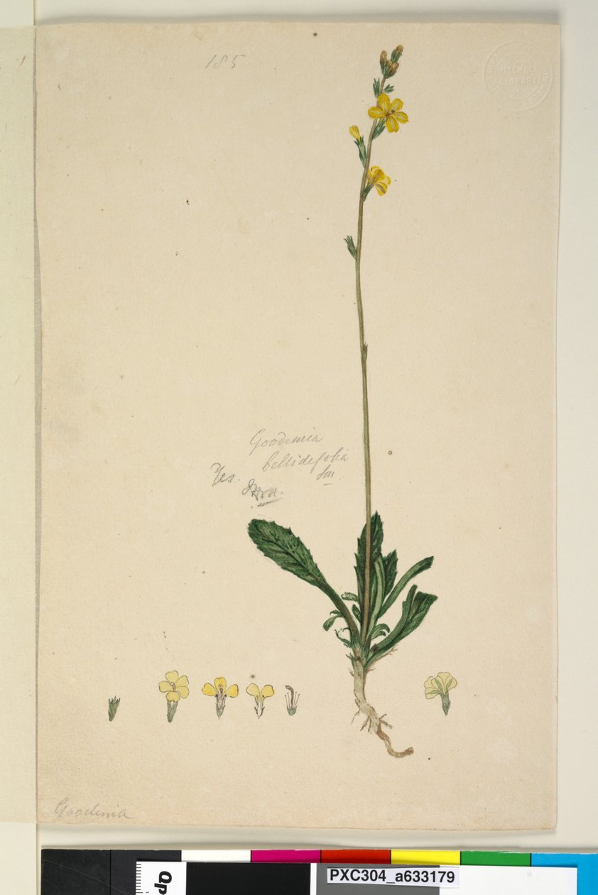 Strona 185. Goodenia bellidifolia, c.1803-06 (toaleta, długopis, tusz i ołówek) autorstwa John William Lewin