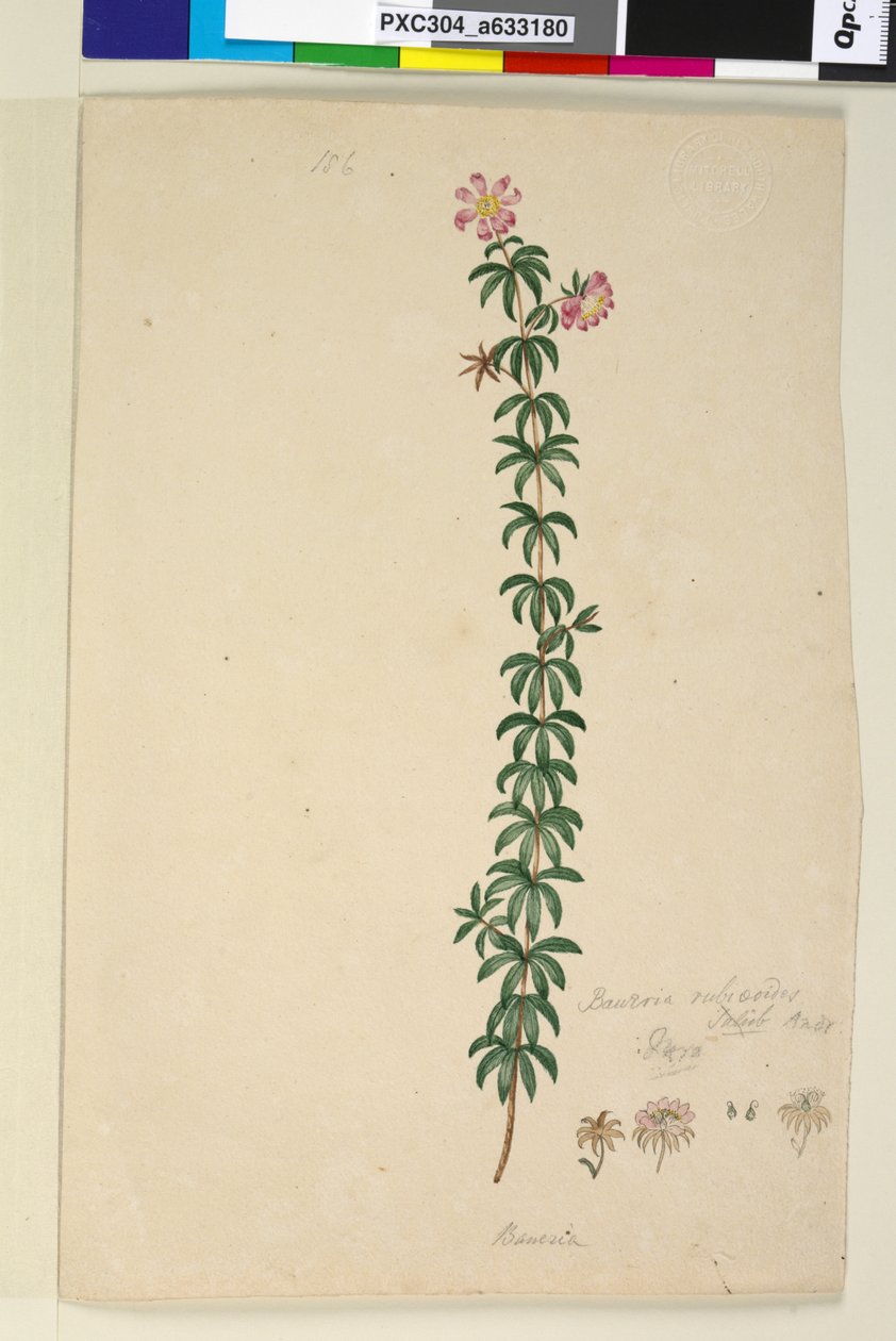 Strona 186. Bauera rubioides, c.1803-06 (toaleta, długopis, tusz i ołówek) autorstwa John William Lewin