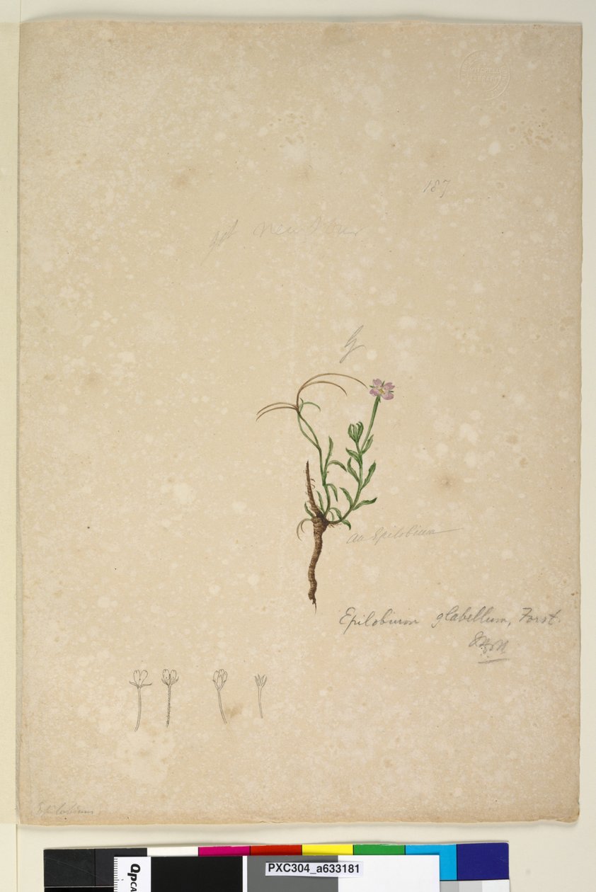 Strona 187. Epilobium glabellum, c.1803-06 (toaleta, długopis, tusz i ołówek) autorstwa John William Lewin