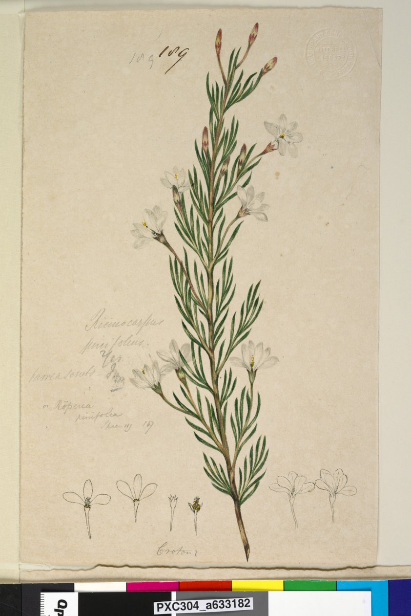 Strona 189. Ricinocarpus pinifolius, c.1803-06 (toaleta, długopis, atrament i ołówek) autorstwa John William Lewin