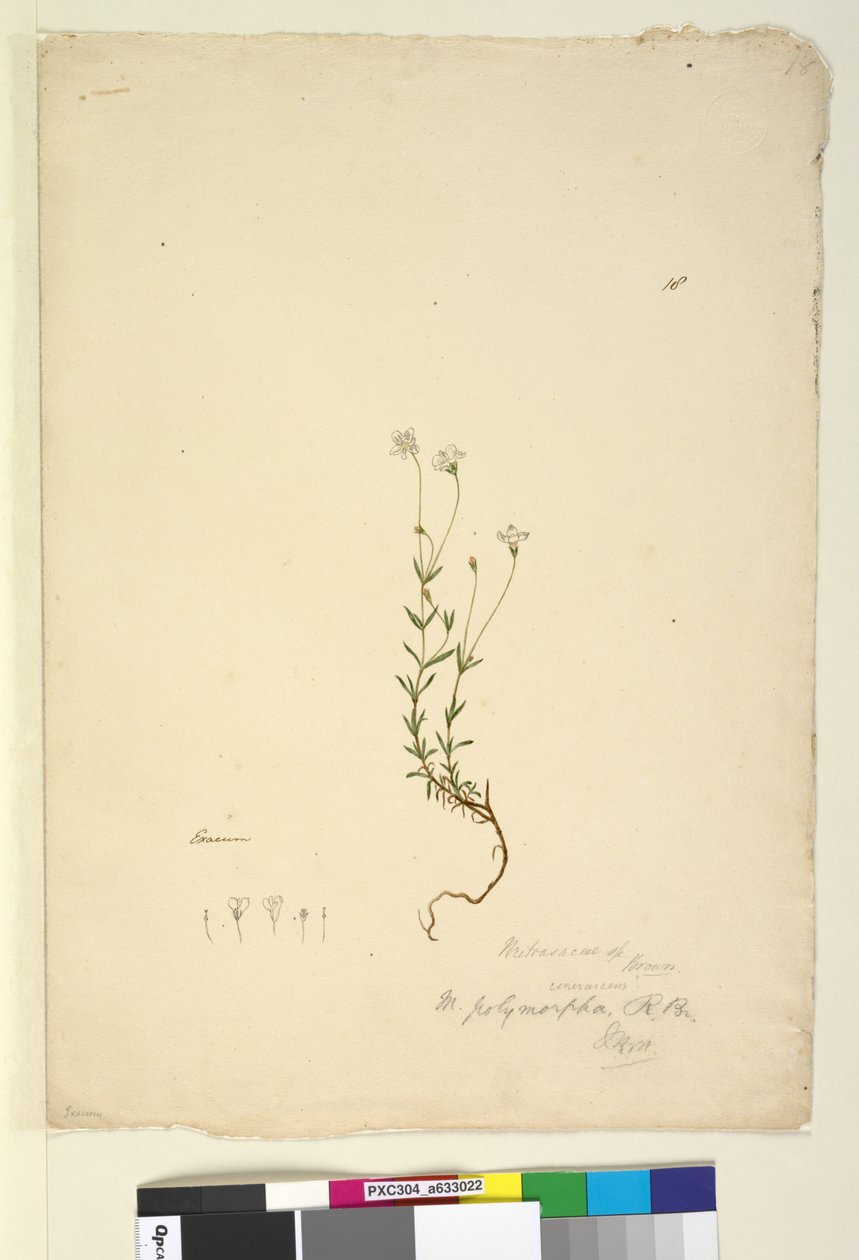 Strona 18. Mitrasacme polymorpha, c.1803-06 (toaleta, długopis, atrament i ołówek) autorstwa John William Lewin