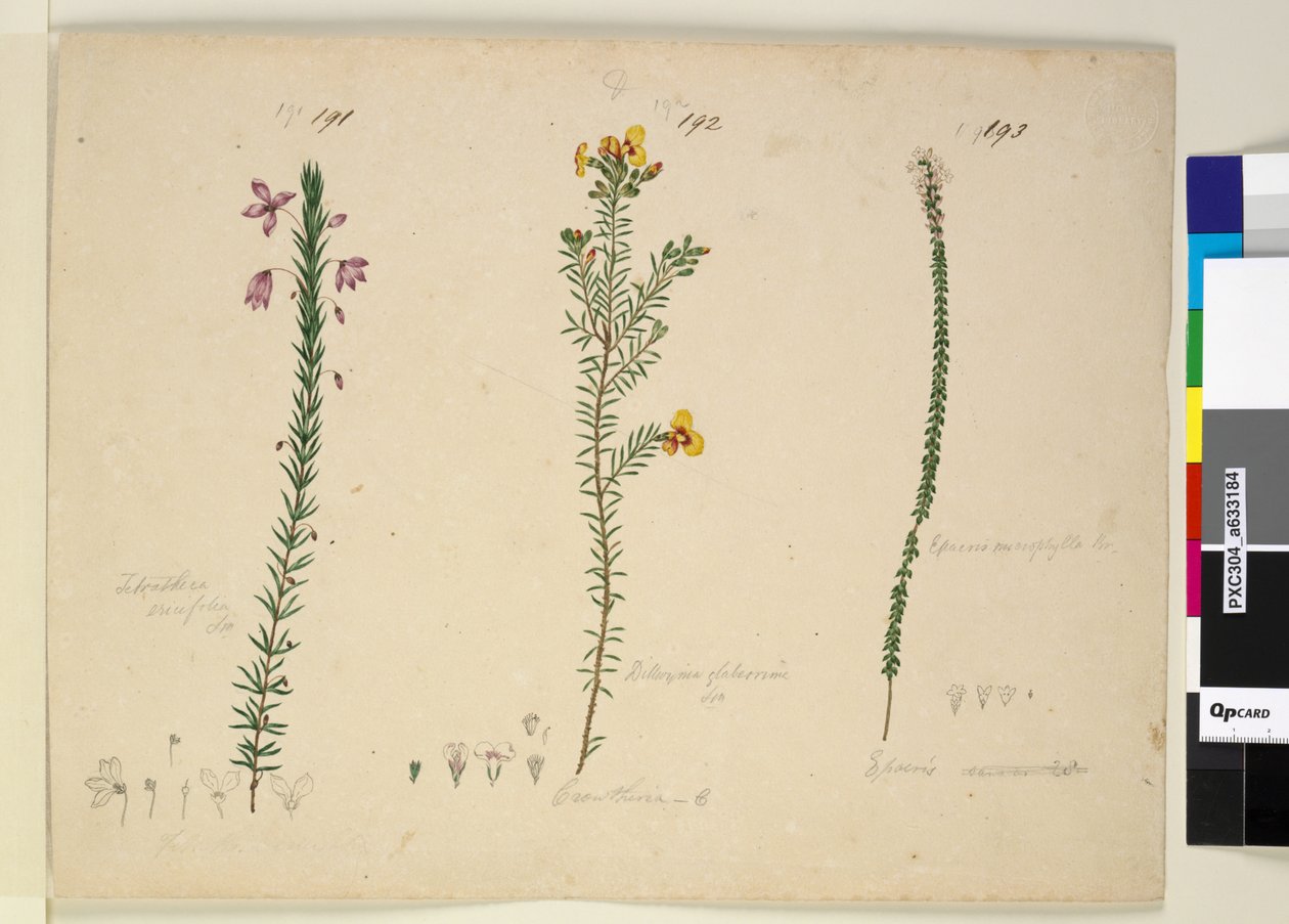 Strona 191. Tetratheca ericifolia; 192. Dillwynia glaberrima; 193. Epacris microphylla, c.1803-06 (toaleta, długopis, tusz i ołówek) autorstwa John William Lewin