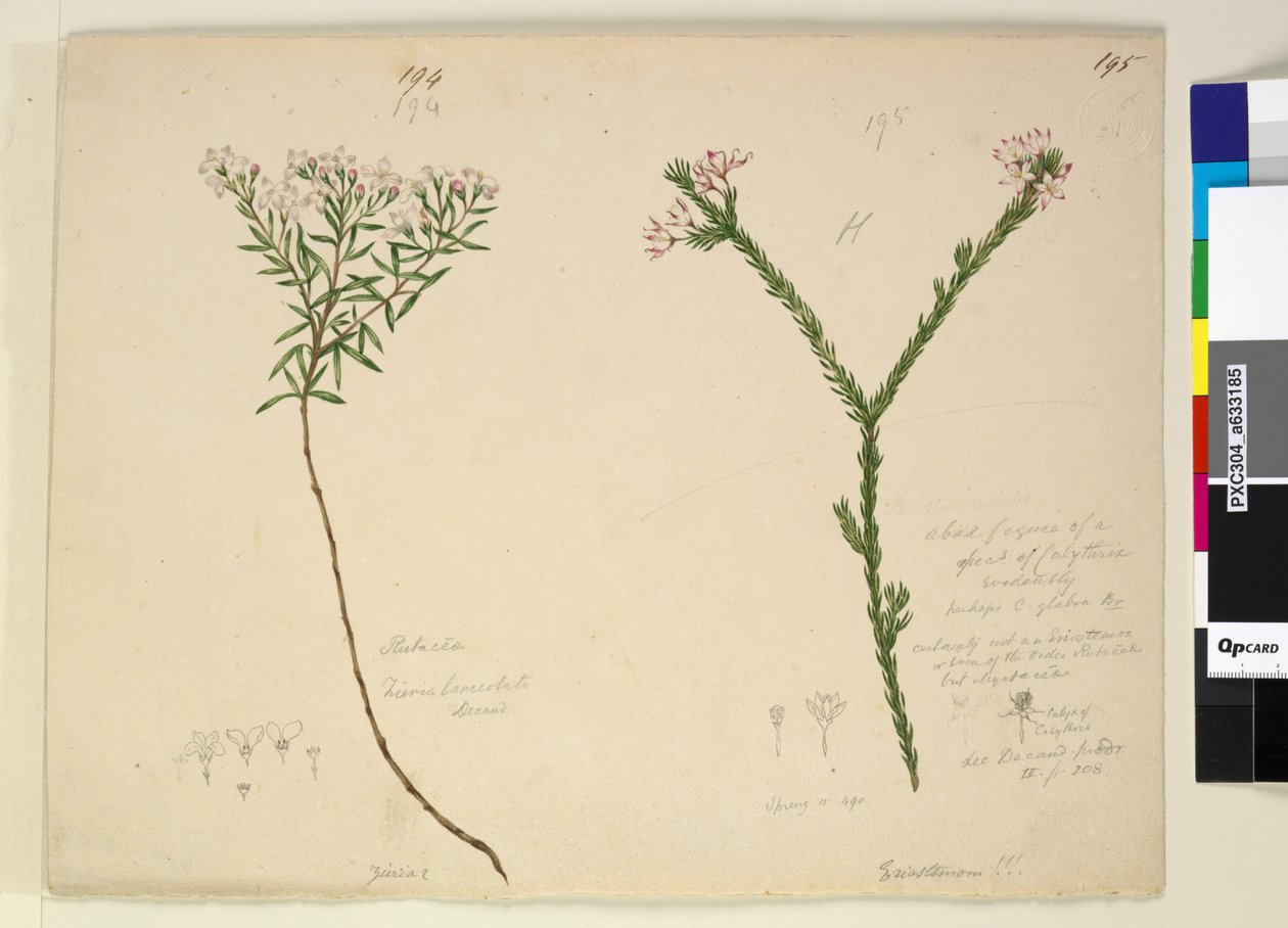 Strona 194. Zieria lanceolata Zieria smithii; 195. Zła postać gatunku Calythrix..., ok. 1803-06 (toaleta, długopis, atrament i ołówek) autorstwa John William Lewin