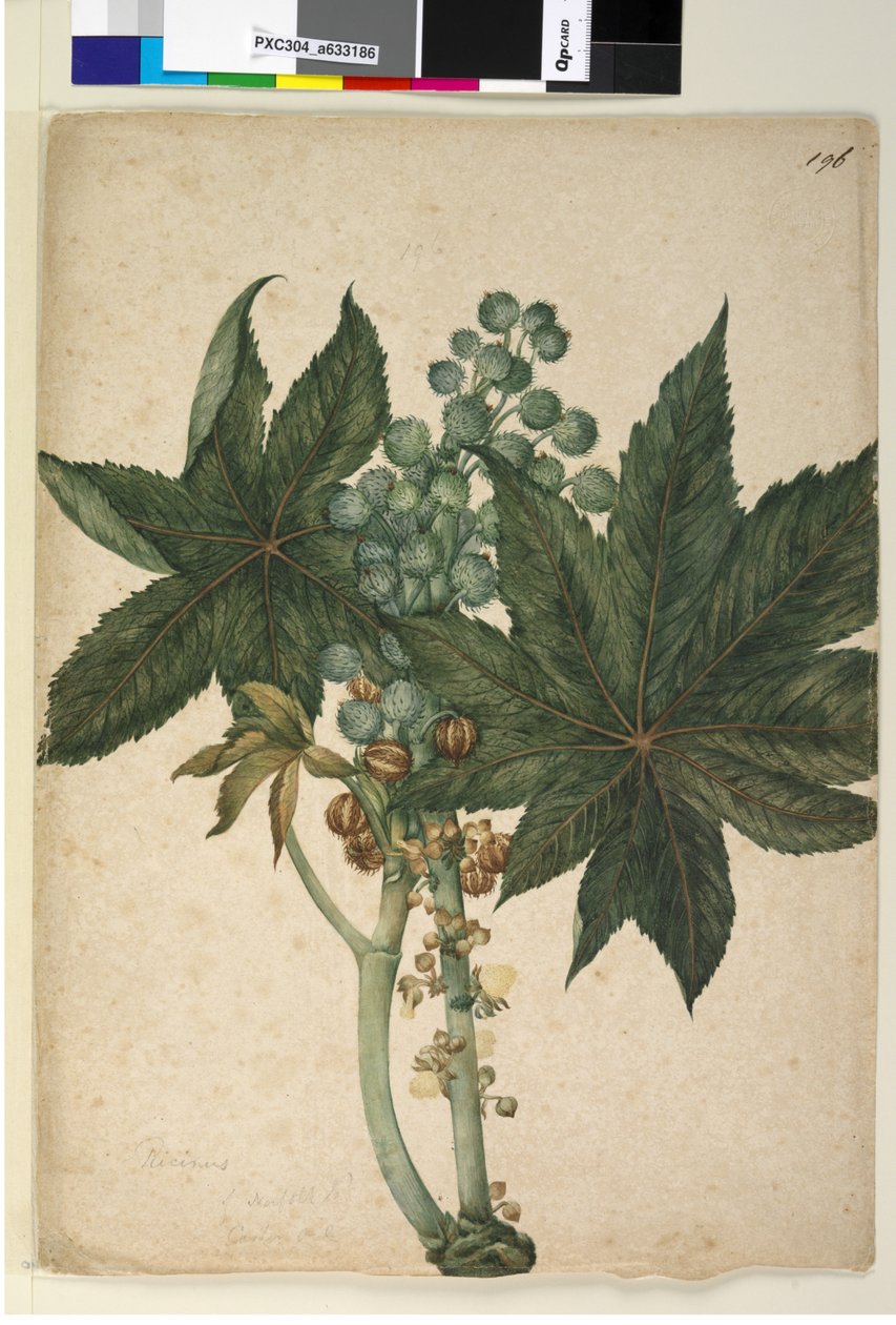 Strona 196. Ricinus Ricinus communis, c.1803-06 (toaleta, długopis, atrament i ołówek) autorstwa John William Lewin