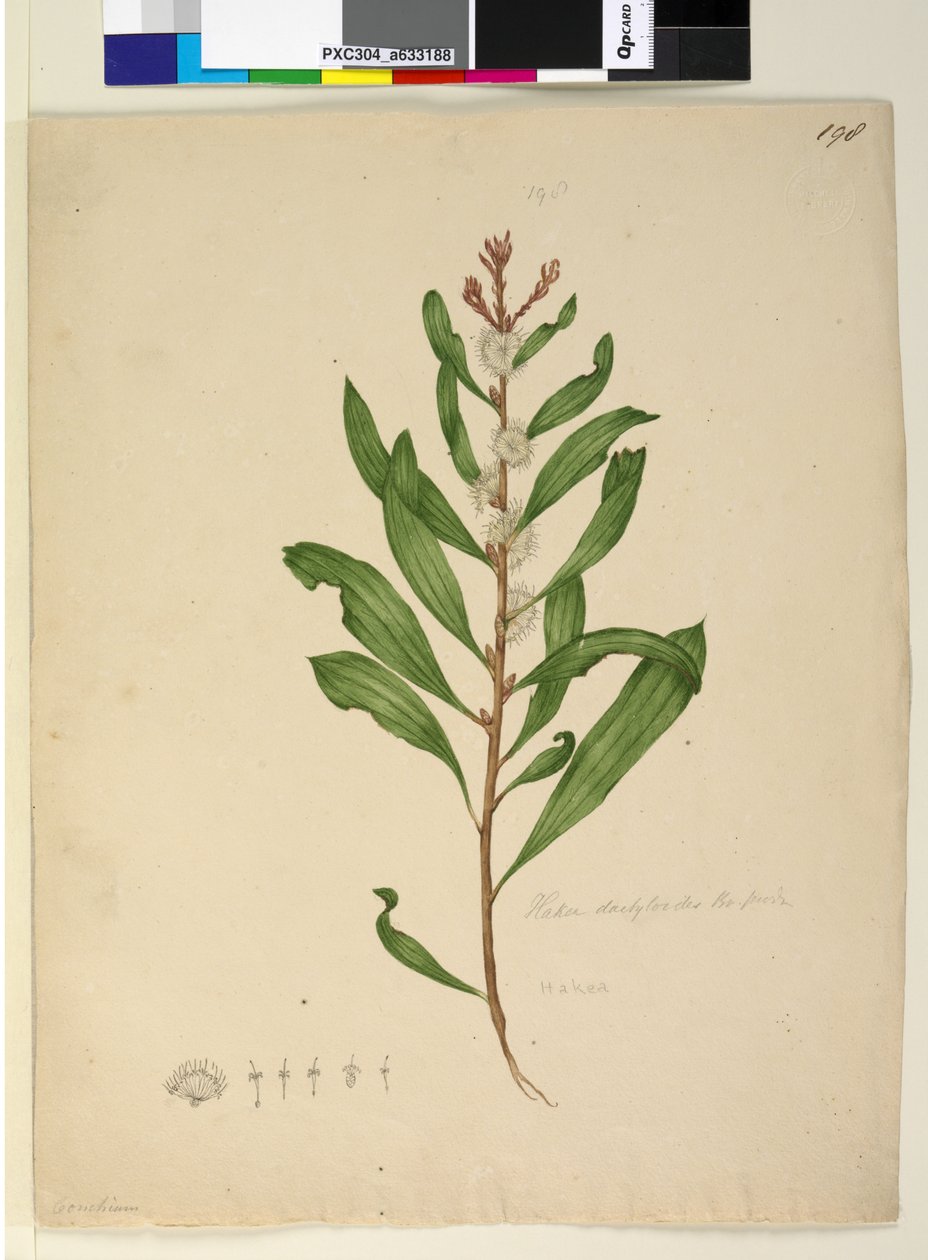 Strona 198. Hakea dactyloides, ok. 1803-06 (toaleta, długopis, atrament i ołówek) autorstwa John William Lewin