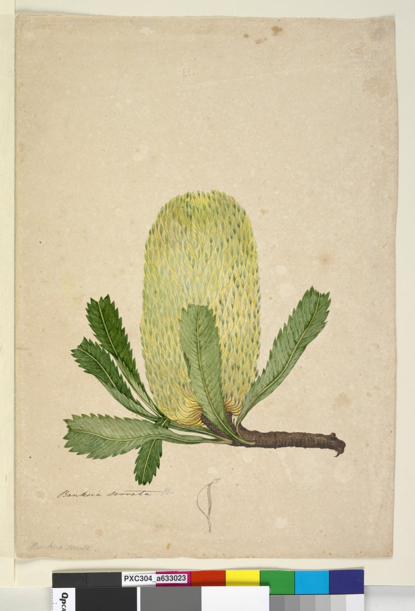 Strona 19. Banksia serrata, c.1803-06 (toaleta, długopis, atrament i ołówek) autorstwa John William Lewin