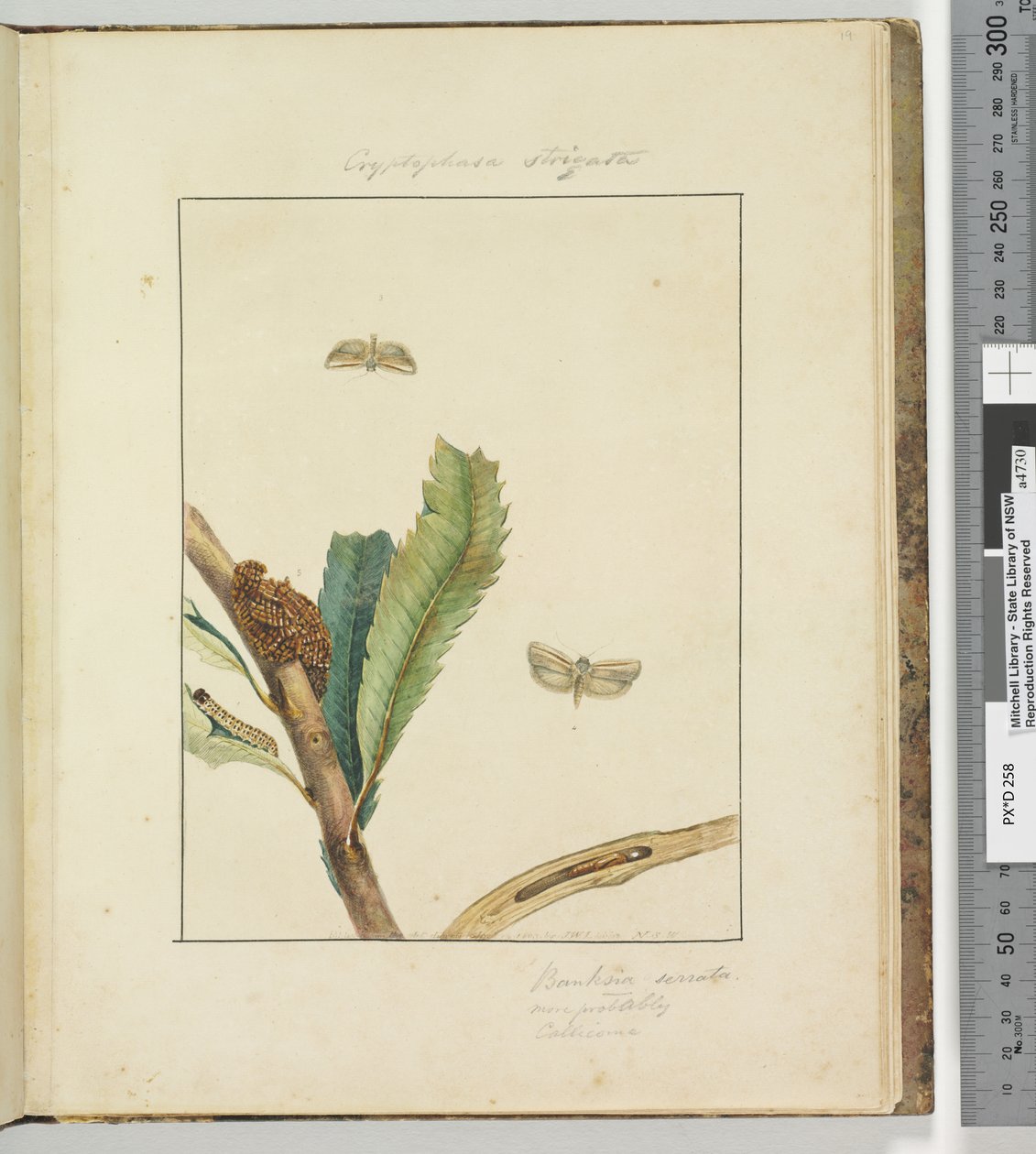 Strona 19. Tabliczka 5 Cryptophasa Strigata, 1803-04 (odbitki akwaforty ręcznie kolorowane) autorstwa John William Lewin