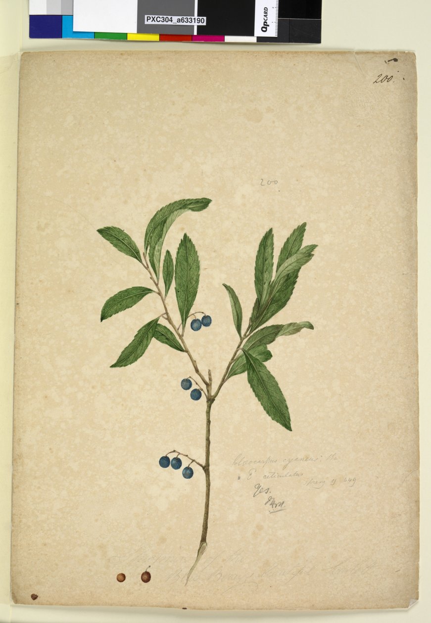 Strona 200. Elaeocarpus reticulatus, c.1803-06 (toaleta, długopis, atrament i ołówek) autorstwa John William Lewin