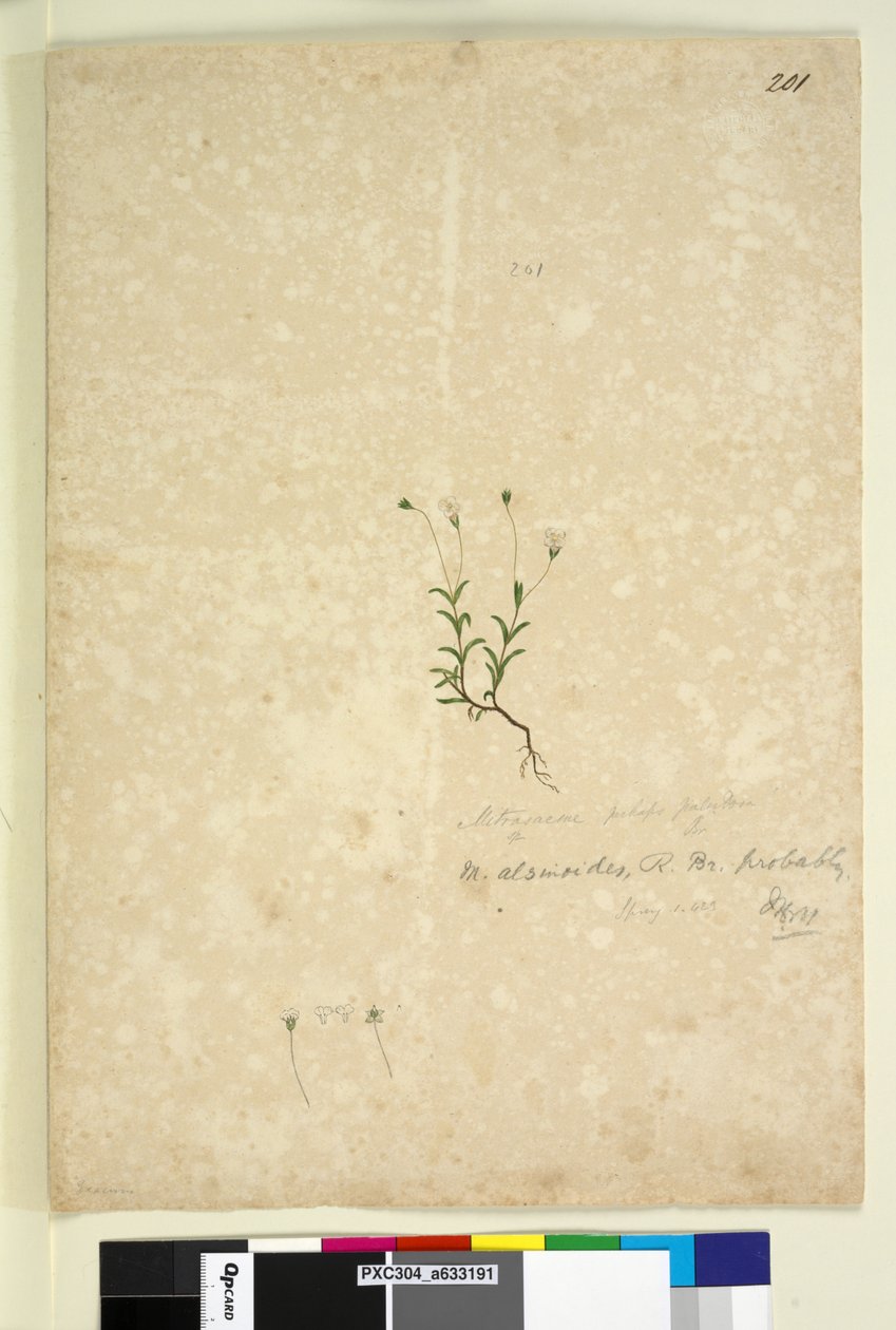 Strona 201. Mitrasacme alsinoides, c.1803-06 (toaleta, długopis, atrament i ołówek) autorstwa John William Lewin