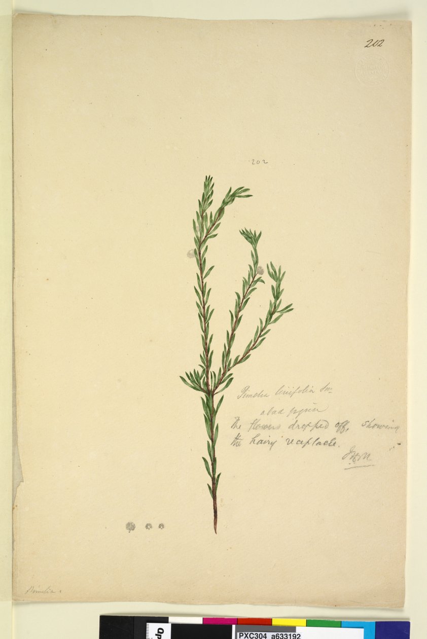 Strona 202. Pimelia linifolia, c.1803-06 (toaleta, długopis, tusz i ołówek) autorstwa John William Lewin