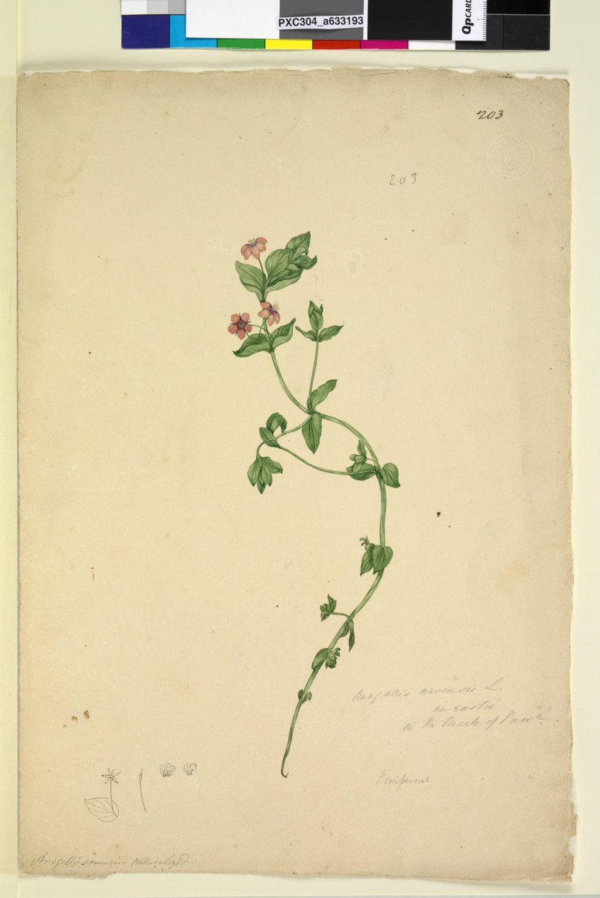 Strona 203. Anagallis arvenis, c.1803-06 (toaleta, długopis, tusz i ołówek) autorstwa John William Lewin