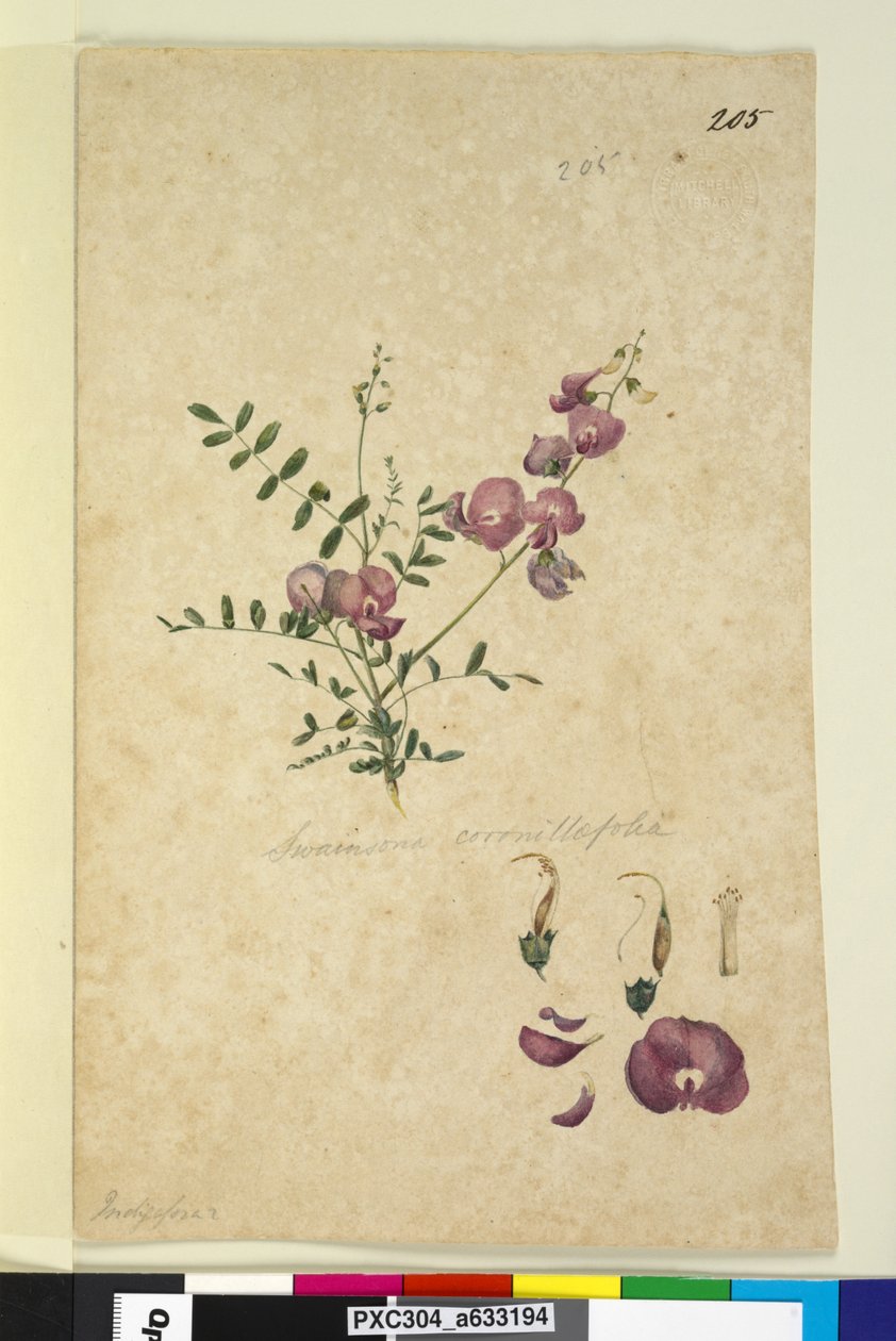 Strona 205. Swainsona, ok. 1803-06 (toaleta, długopis, atrament i ołówek) autorstwa John William Lewin