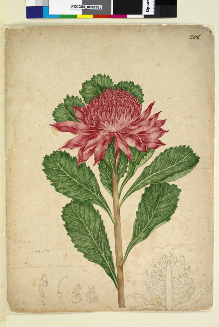 Strona 206. Telopea speciosissima, c.1803-06 (toaleta, długopis, atrament i ołówek) autorstwa John William Lewin