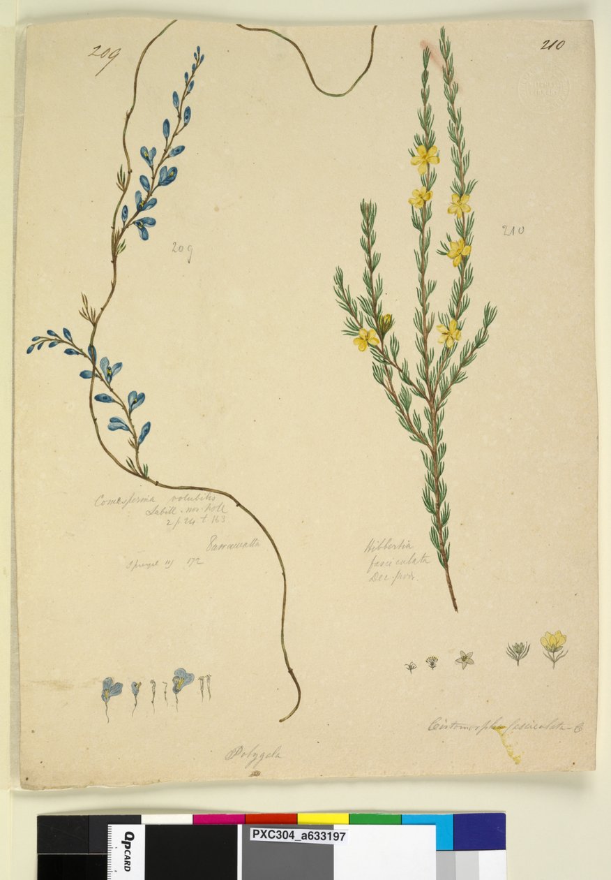 Strona 209. Comesperma volubile; 210. Hibbertia fasciculata, c.1803-06 (toaleta, długopis, tusz i ołówek) autorstwa John William Lewin