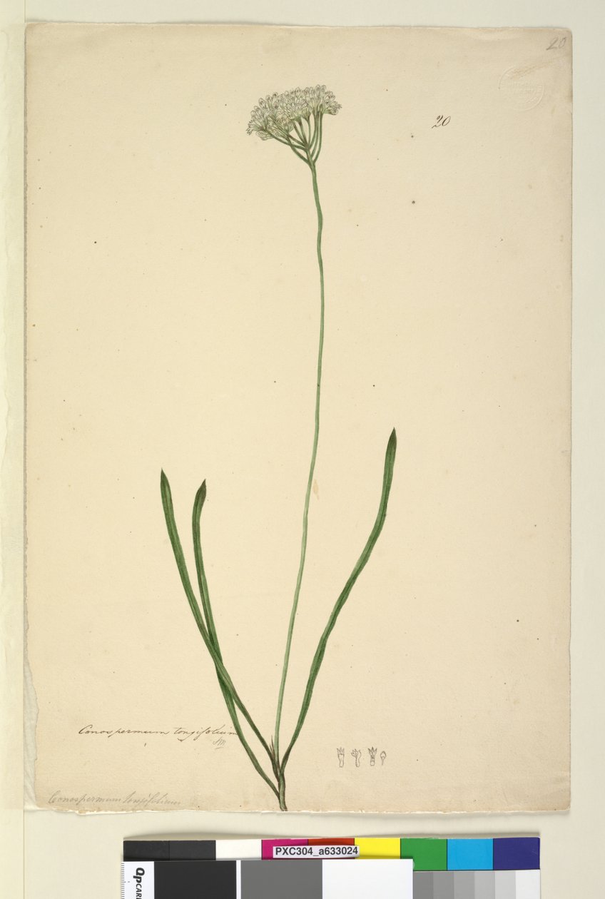 Strona 20. Conospermum longifolium, c.1803-06 (toaleta, długopis, atrament i ołówek) autorstwa John William Lewin