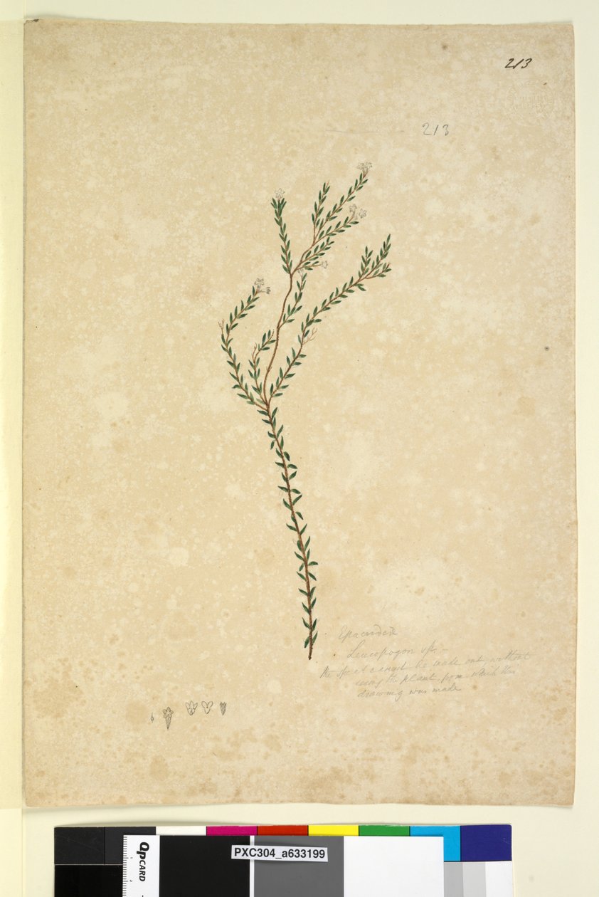 Strona 213. EpacrideaeLeucopogon sp., c.1803-06 (toaleta, długopis, atrament i ołówek) autorstwa John William Lewin
