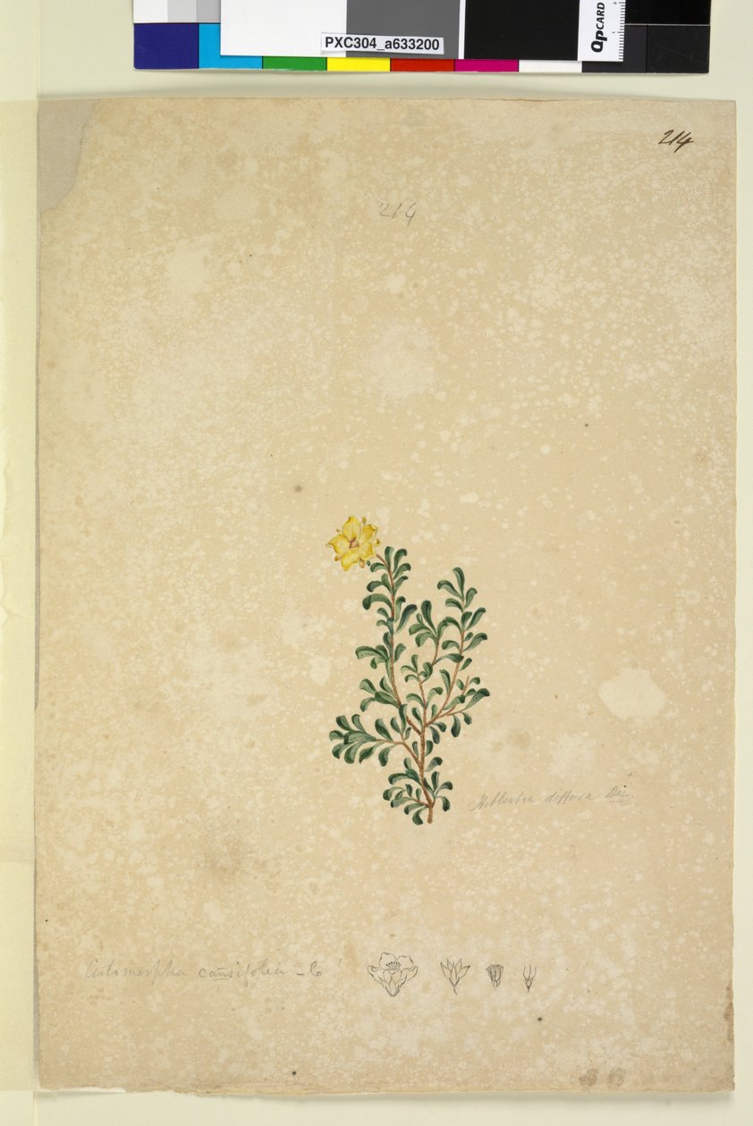 Strona 214. Hibbertia diffusa, c.1803-06 (toaleta, długopis, atrament i ołówek) autorstwa John William Lewin