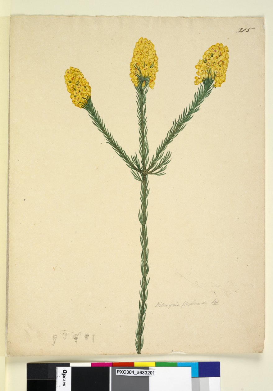 Strona 215. Dillwynia floribunda, c.1803-06 (wc, długopis, tusz i ołówek) autorstwa John William Lewin