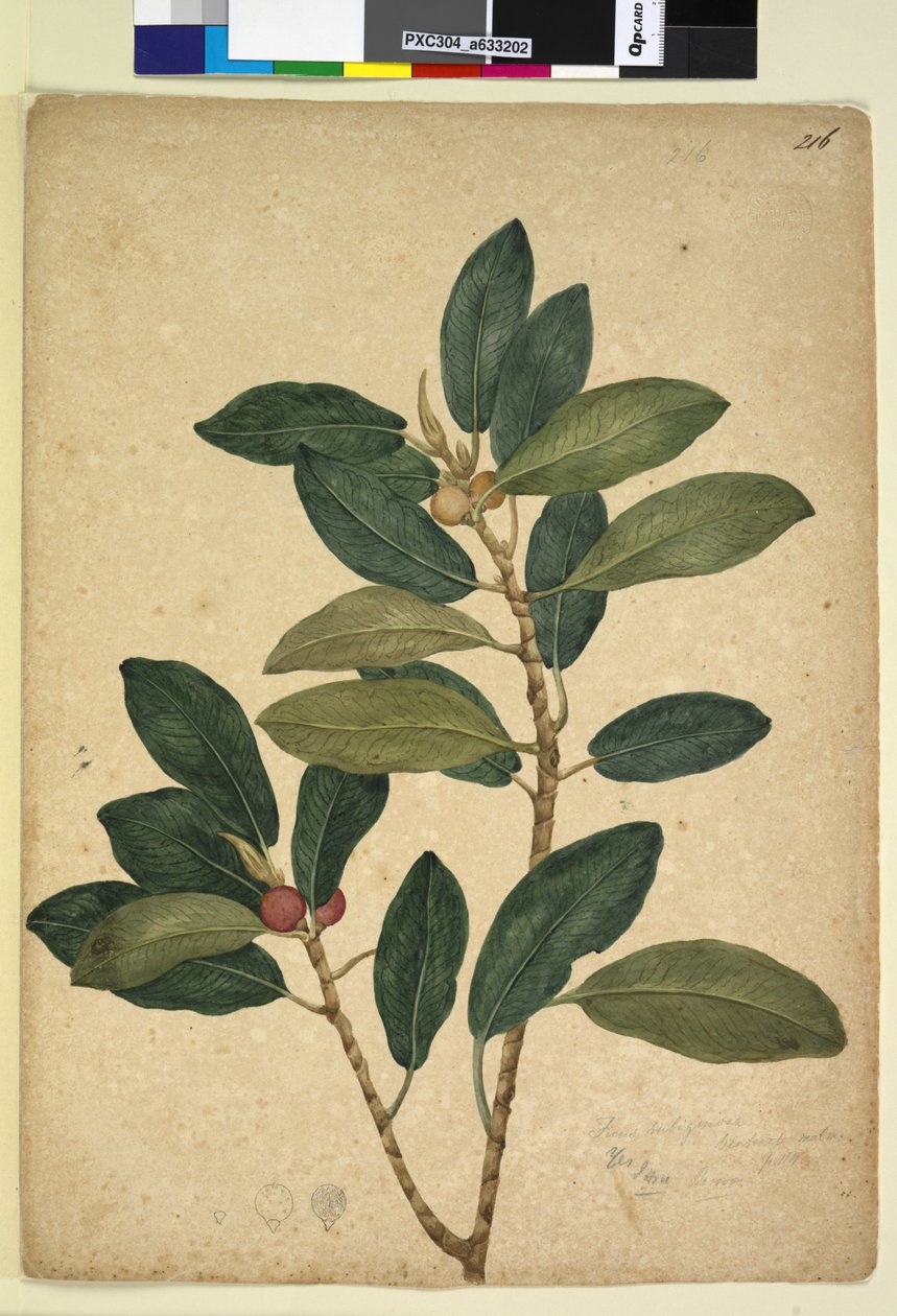Strona 216. Ficus rubiginosa, c.1803-06 (toaleta, długopis, atrament i ołówek) autorstwa John William Lewin