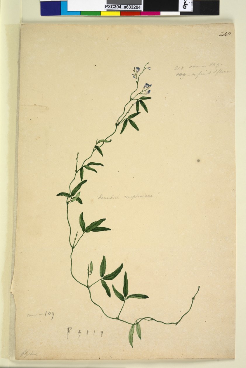 Strona 218. Kennedia comptoniana Hardenbergia comptoniana, c.1803-06 (toaleta, długopis, tusz i ołówek) autorstwa John William Lewin