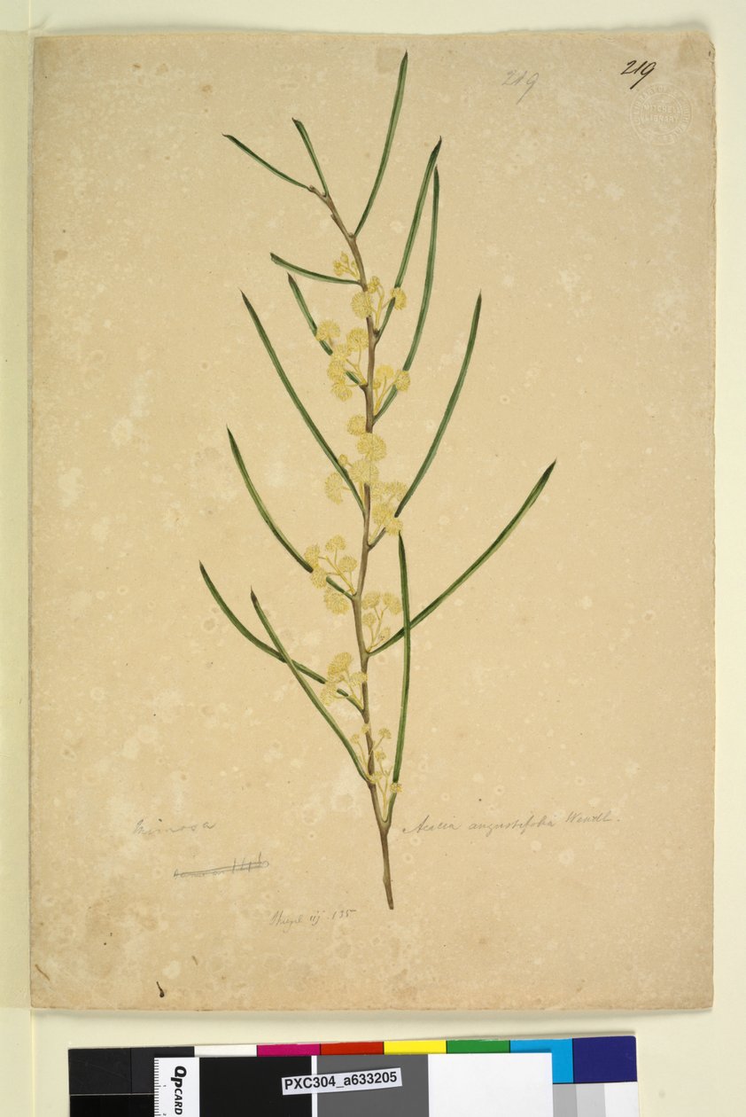 Strona 219. Acacia angustifolia, c.1803-06 (toaleta, długopis, atrament i ołówek) autorstwa John William Lewin