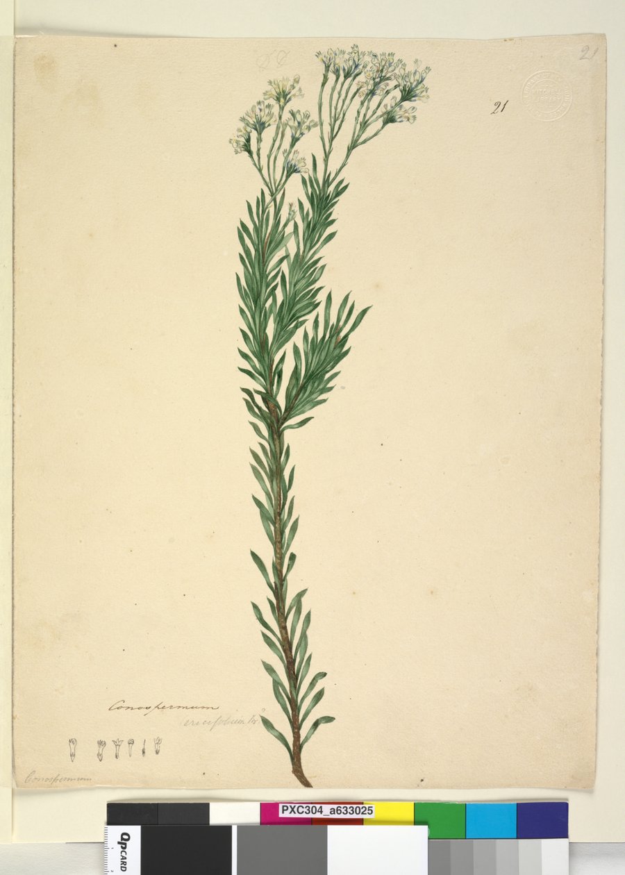 Strona 21. Conospermum ericifolium, c.1803-06 (toaleta, długopis, atrament i ołówek) autorstwa John William Lewin