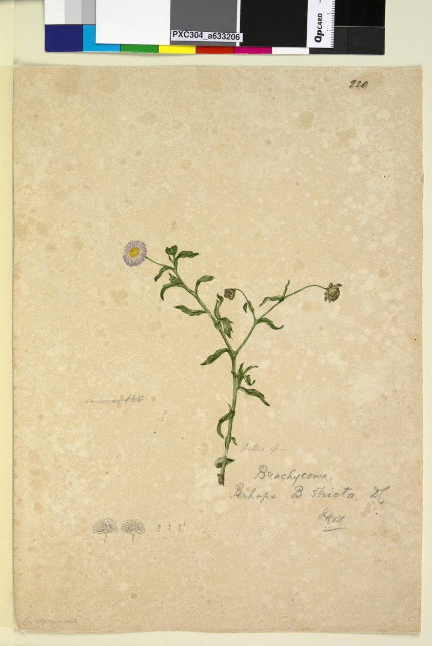 Strona 220. Brachycome multifida, c.1803-06 (toaleta, długopis, tusz i ołówek) autorstwa John William Lewin