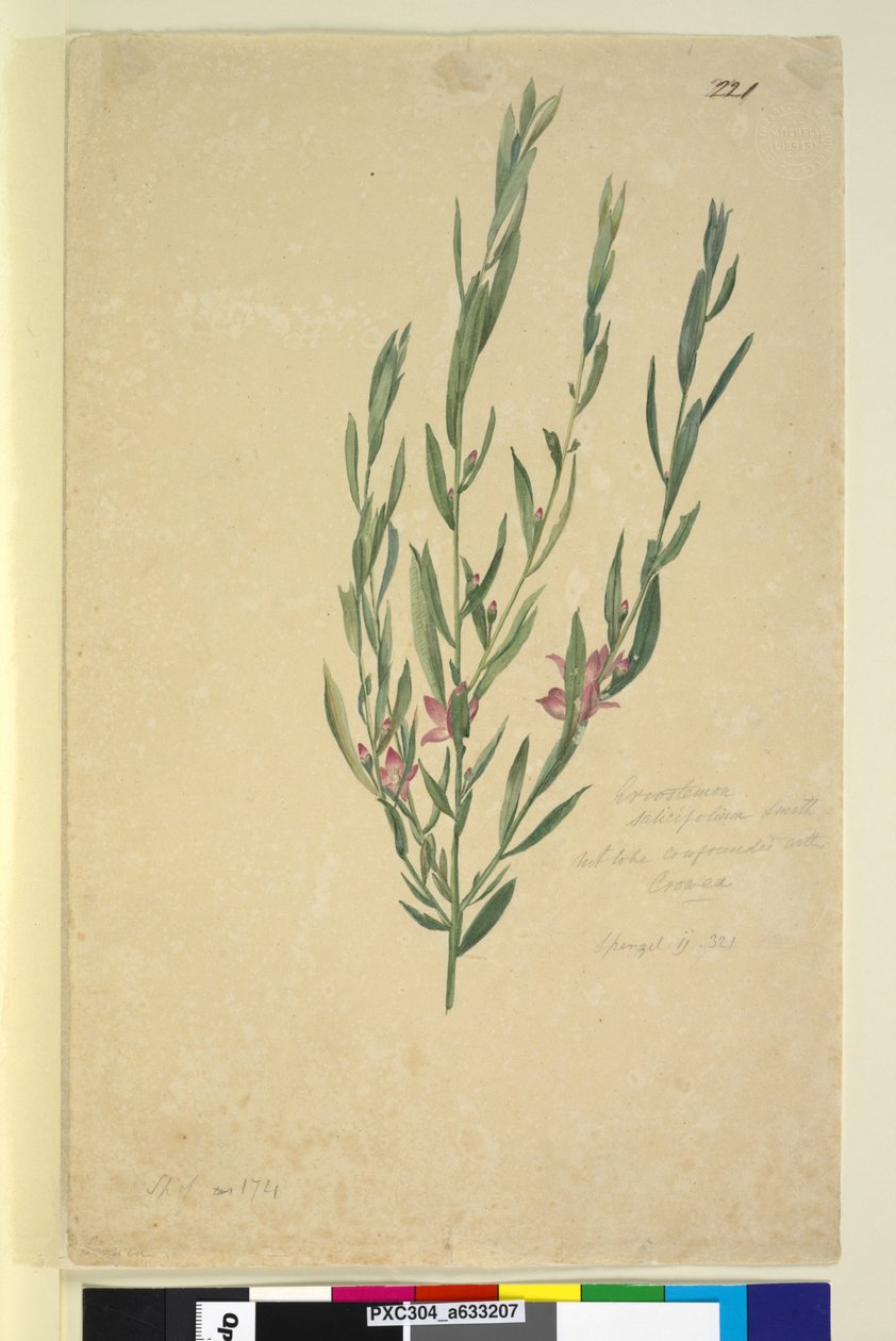 Strona 221. Eriostemon, ok. 1803-06 (toaleta, długopis, atrament i ołówek) autorstwa John William Lewin