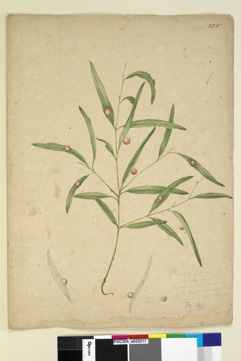 Strona 225. Gałąź gatunku eukaliptusa noszącego galasy..., ok. 1803-06 (toaleta, długopis, atrament i ołówek) autorstwa John William Lewin