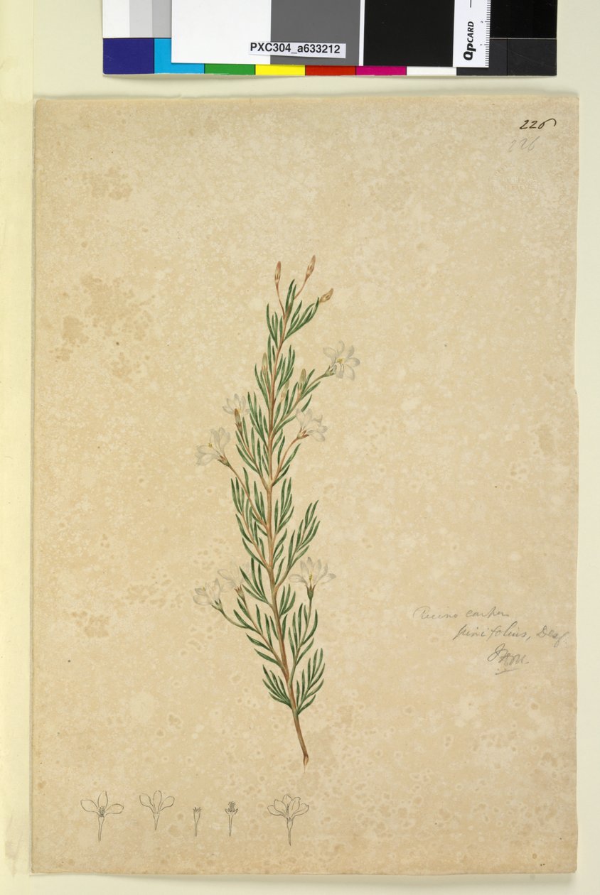 Strona 226. Ricinocarpus pinifolius, c.1803-06 (toaleta, długopis, atrament i ołówek) autorstwa John William Lewin